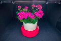 SPACEFIX® Rojo
